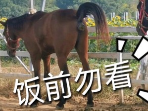 在日本道 v 清观看视频时遇到无卡无马的情况，该如何解决？