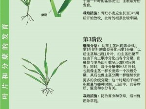 《我的世界》小麦种植策略详解：从农田规划到收获存储的全面解析