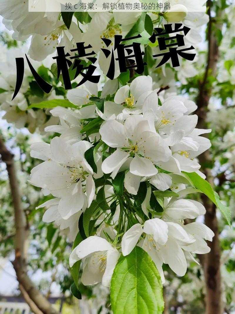 挨 c 海棠:解锁植物奥秘的神器