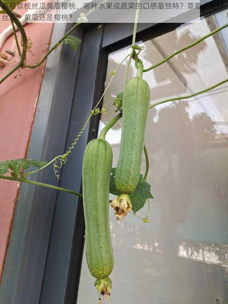 草莓荔枝丝瓜黄瓜樱桃、哪种水果或蔬菜的口感最独特？草莓、荔枝、丝瓜、黄瓜还是樱桃？