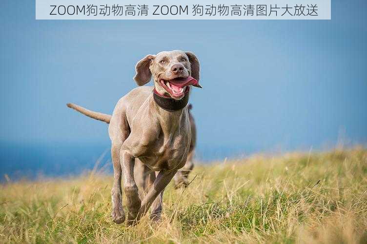 ZOOM狗动物高清 ZOOM 狗动物高清图片大放送