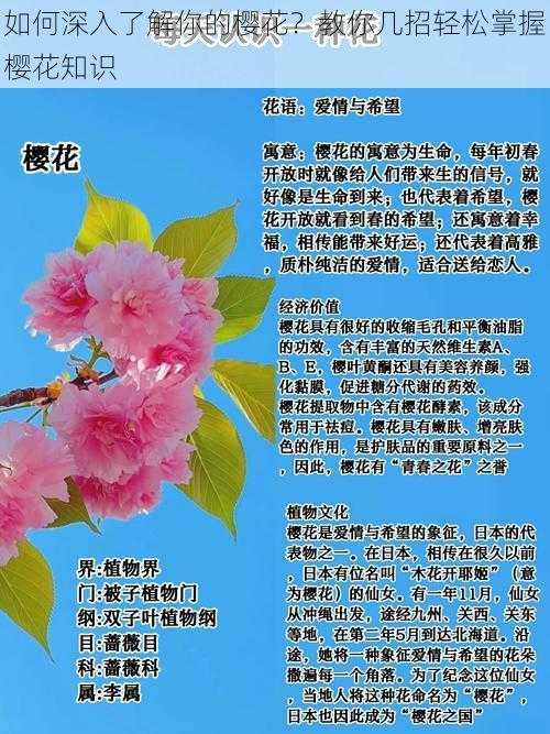 如何深入了解你的樱花？教你几招轻松掌握樱花知识